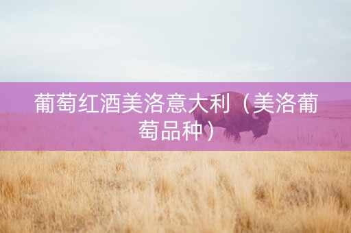 葡萄红酒美洛意大利（美洛葡萄品种）