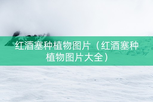红酒塞种植物图片（红酒塞种植物图片大全）
